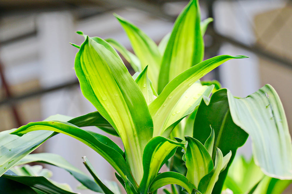 How to water a Dracaena  Plants For All Seasons