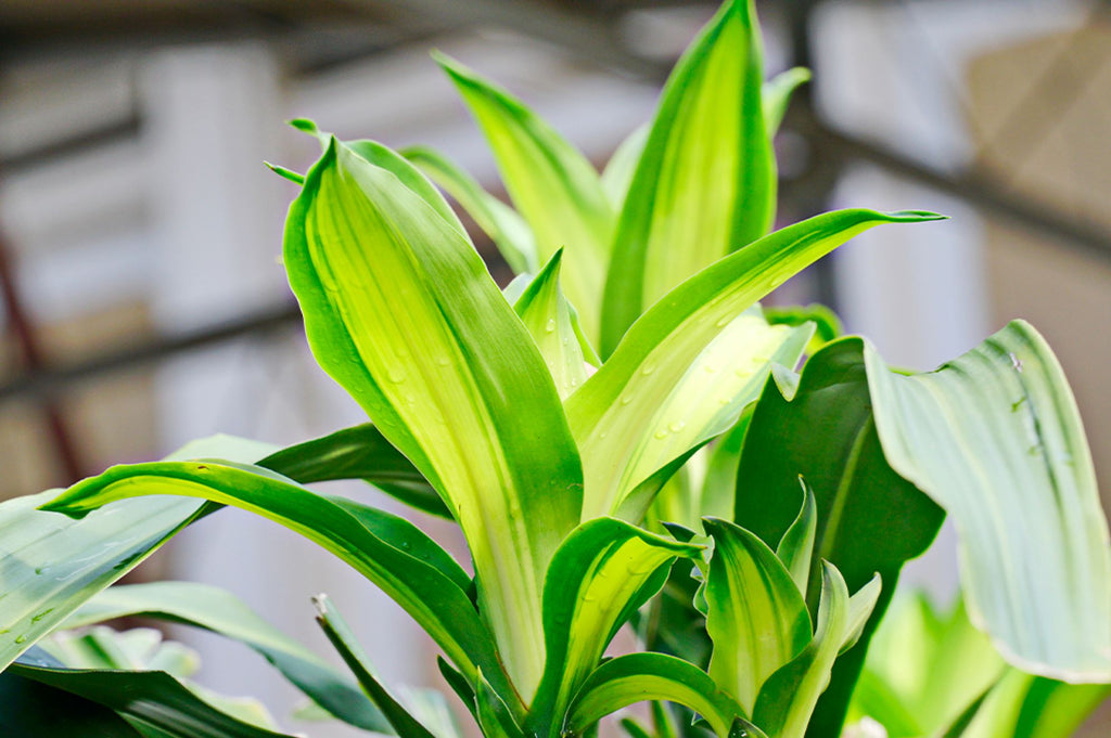 How to water a Dracaena