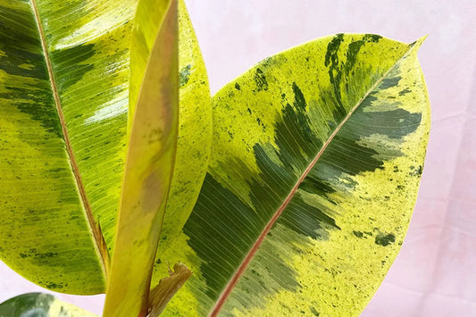 How to water a Ficus