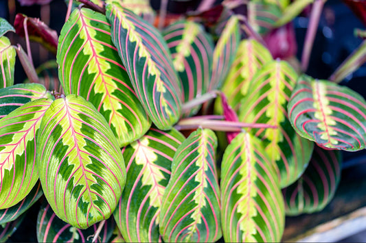 How to water a Maranta
