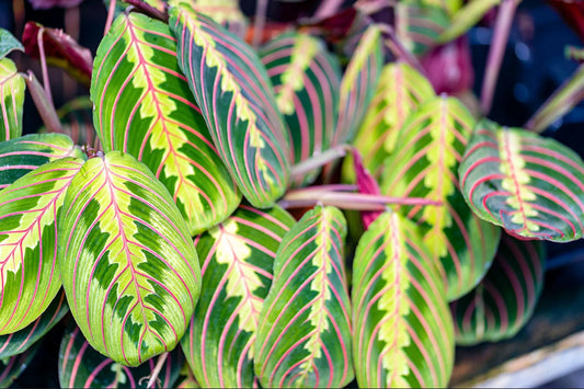 How to water a Maranta