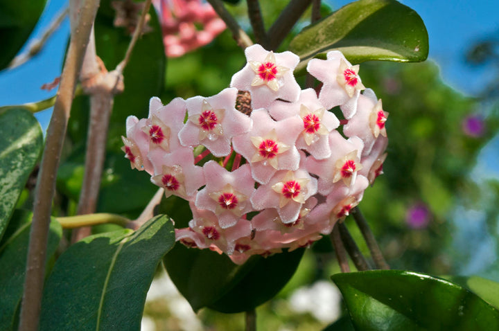 Hoya Care – Plants For All Seasons