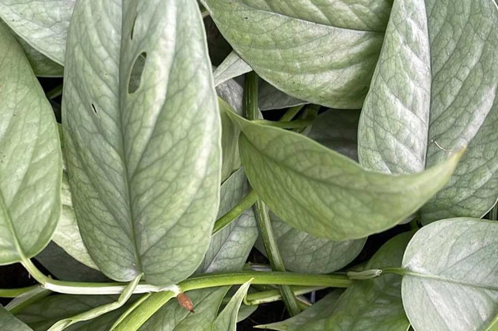 Key benefits of Philodendrons for your home  Plants For All Seasons