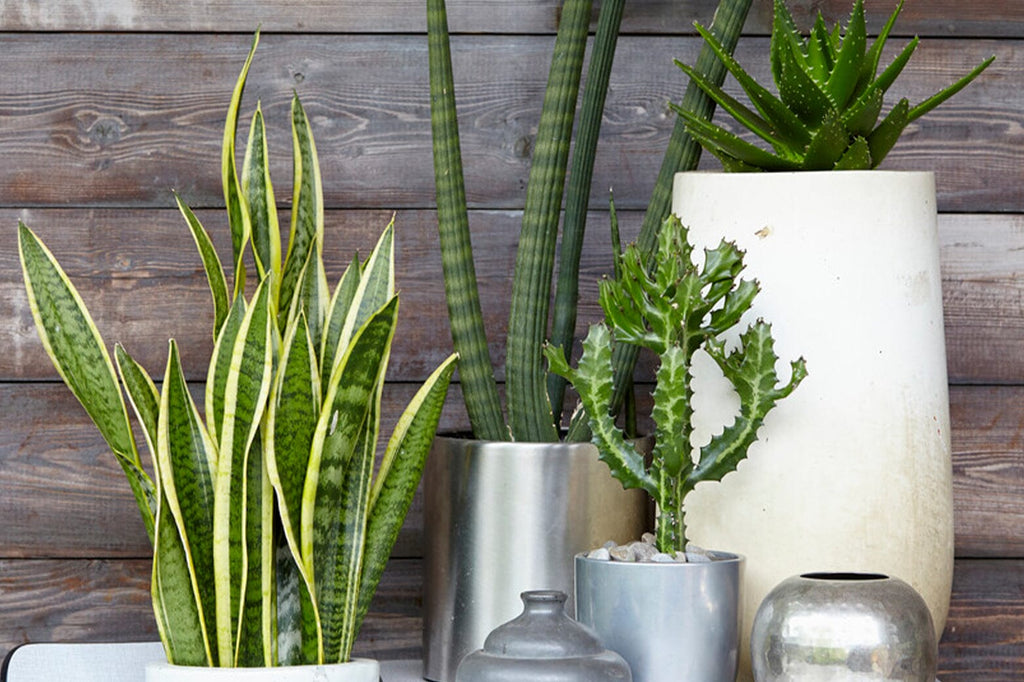 Looking after your houseplants