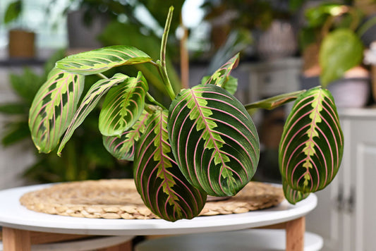 Maranta sunlight requirements: A complete guide