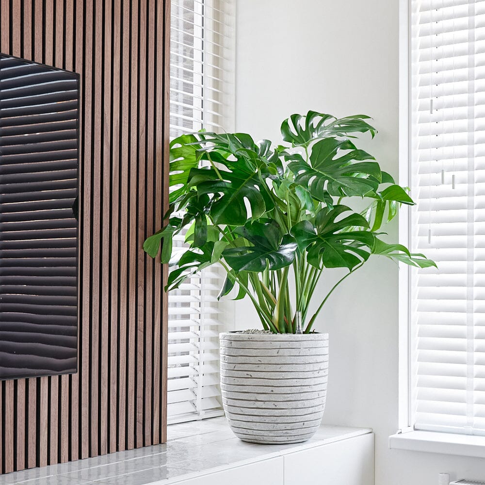 Monstera Care in Offices