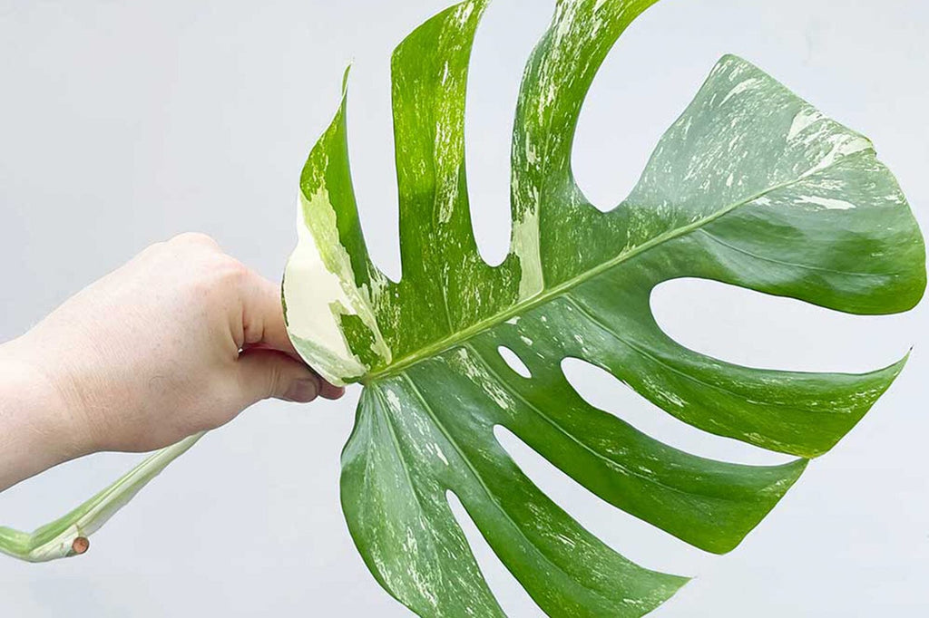 Monstera leaves browning: what is the problem?