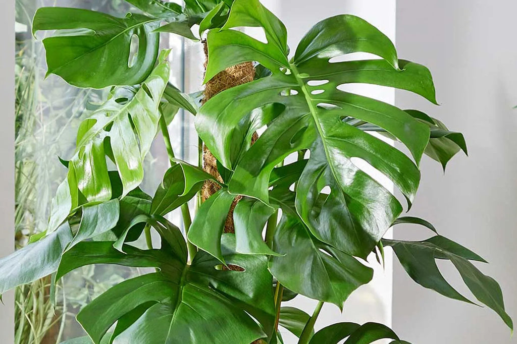 philodendron birkin variegated 4" Philodendron Birkin  Variegated Indoor Plant with White Stripes