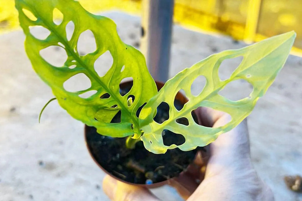 Monstera Obliqua Care Guide | Plants for all Seasons  Plants For All  Seasons
