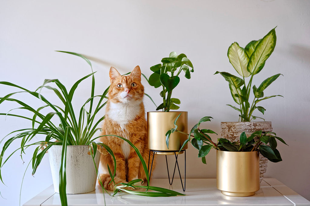 Pet-Friendly Houseplants: Beautifying Your Home Safely