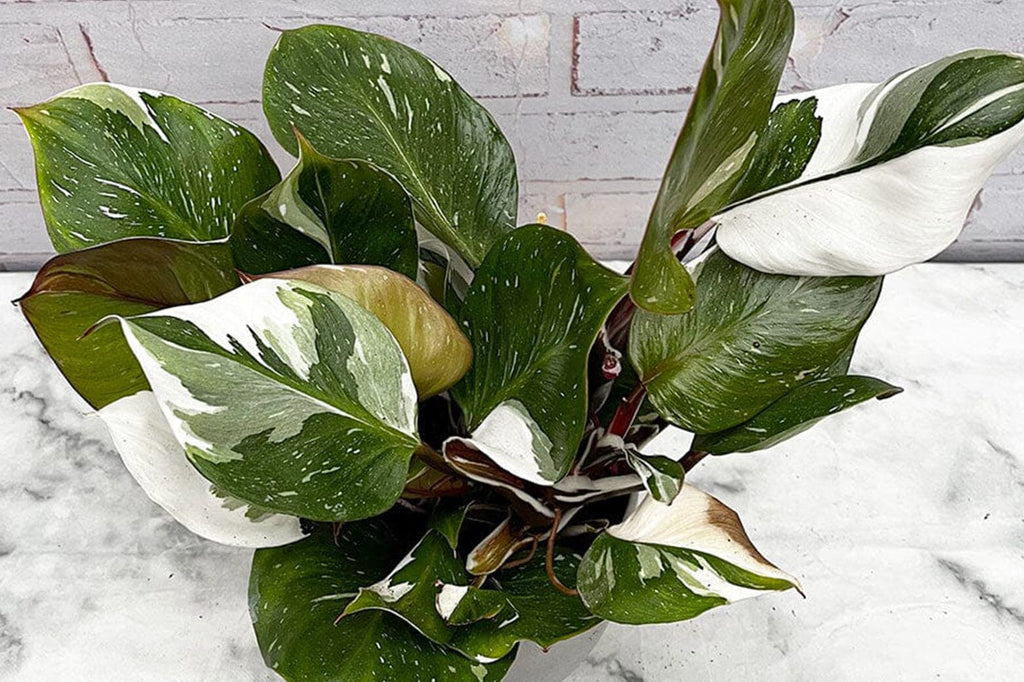 Philodendron problems to look out for and how to solve them
