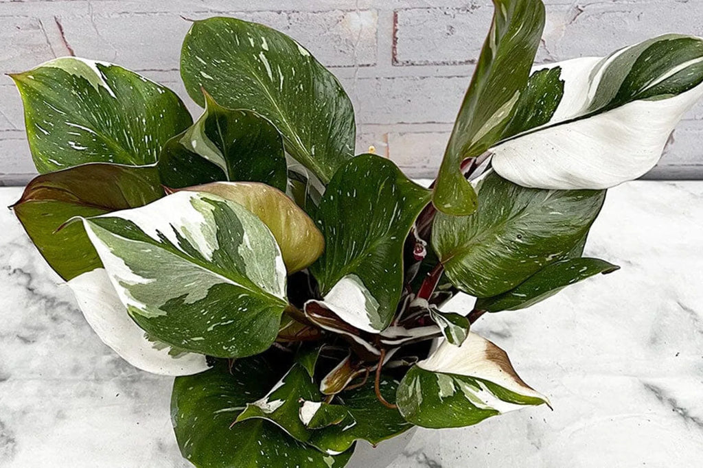 Philodendron problems to look out for and how to solve them  Plants For  All Seasons