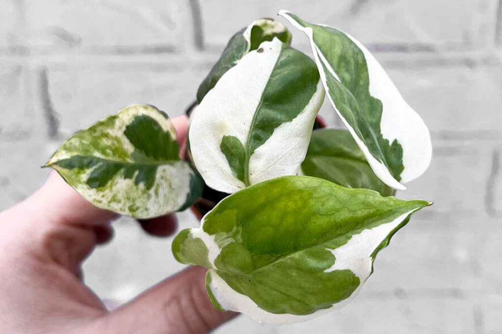 Pothos sunlight requirements: A complete guide