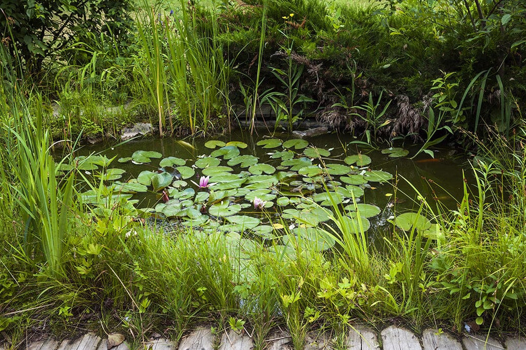 Protecting Pond Wildlife: Choosing the Right Aquatic Plants