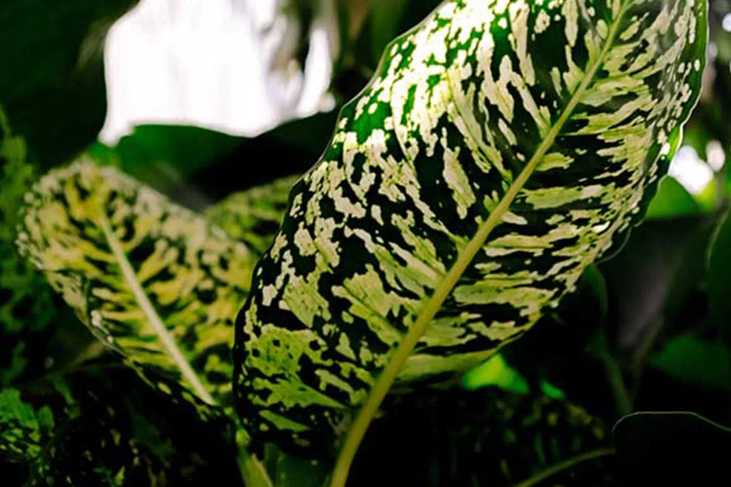 dracaena cane marginata Dracaena Dragon Tree Bicolor Bush