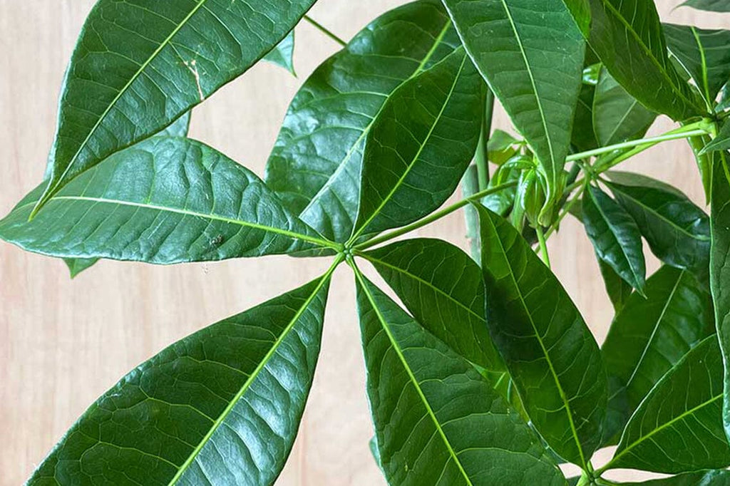 The Symbolism and History of Pachira Aquatica (Money Tree)  Plants For All  Seasons