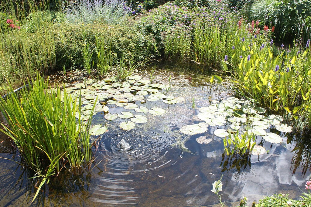 The Ultimate Guide to Fish-Friendly Pond Plants