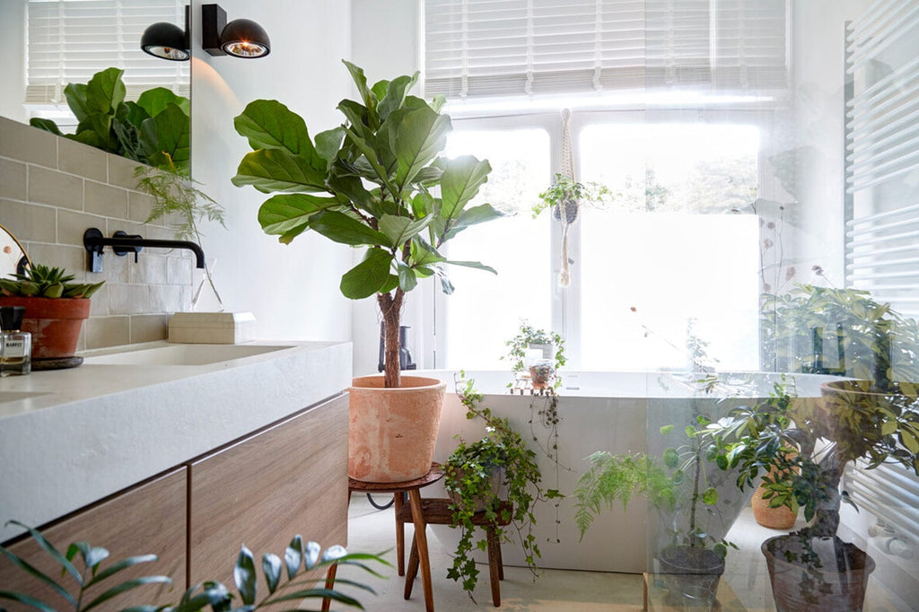Top 10 houseplants for your bathroom