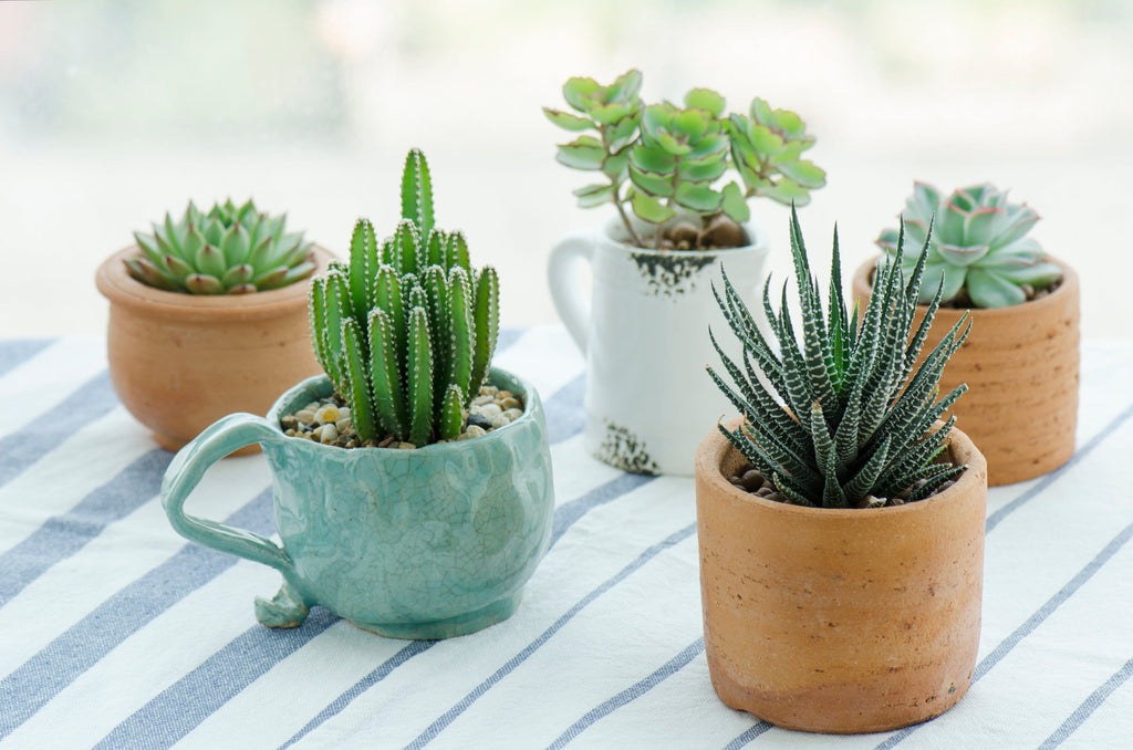 Top 8 house plants for your Kitchen