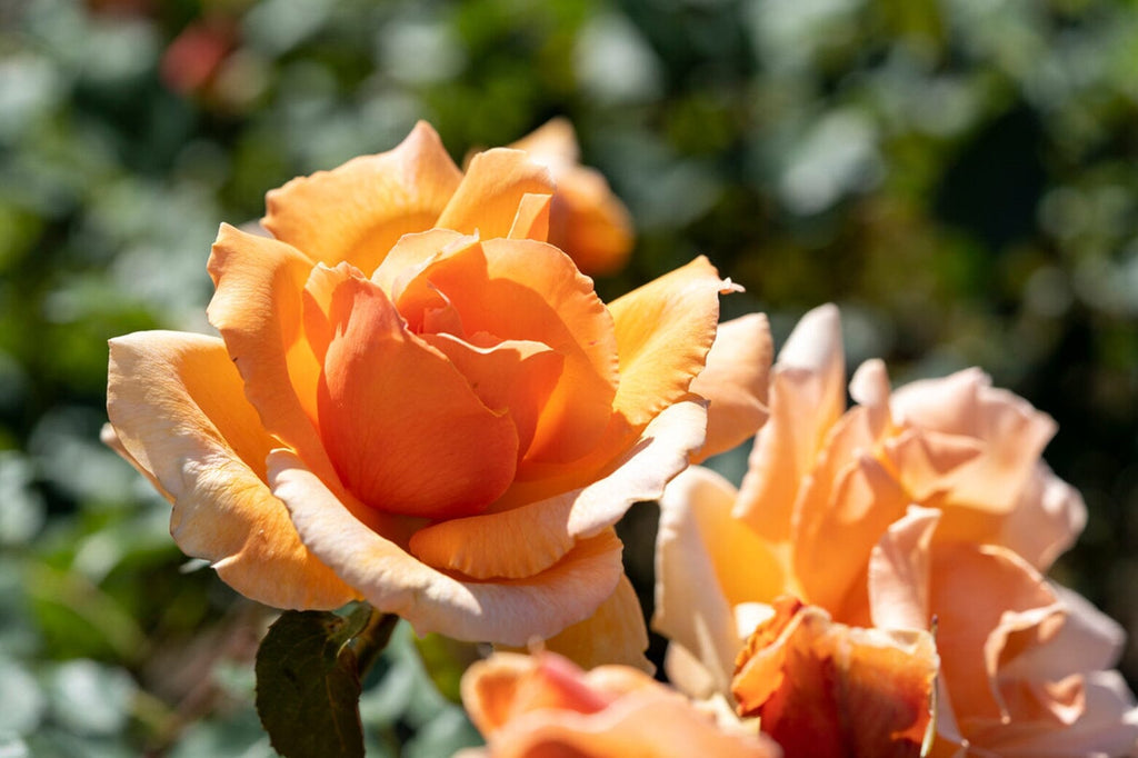 What is the difference between Floribunda Roses and Hybrid Tea Roses?