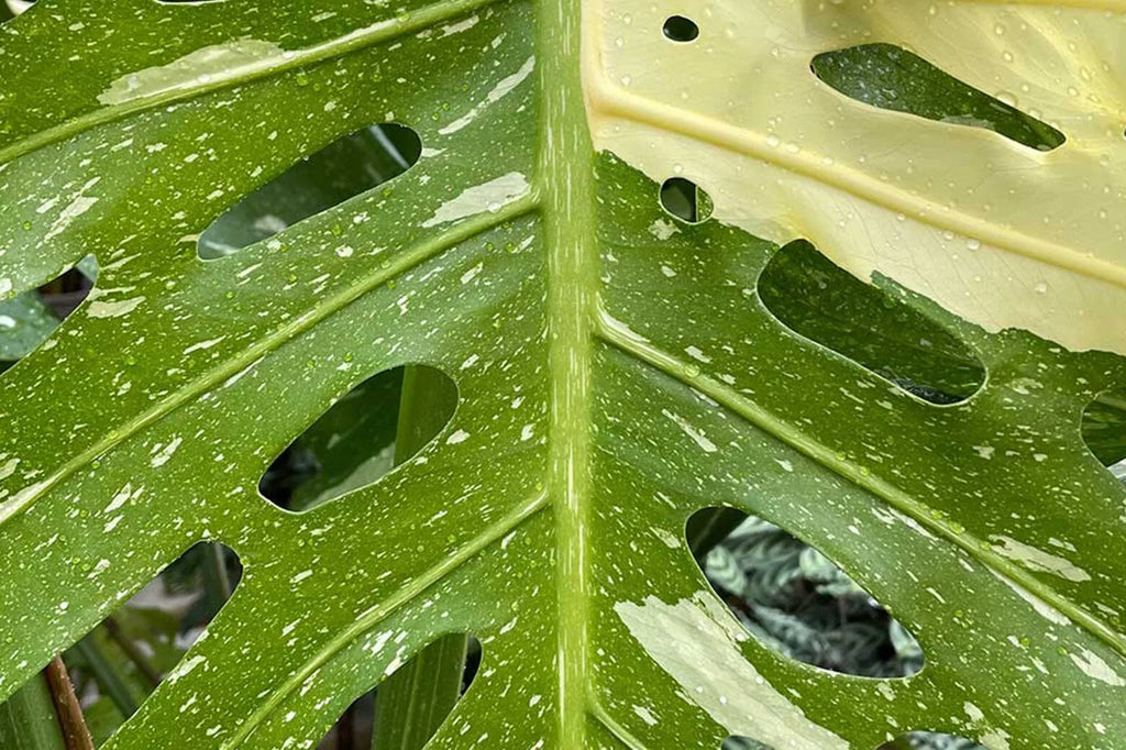 philodendron florida green pflege Philodendron 'Florida Green' 6