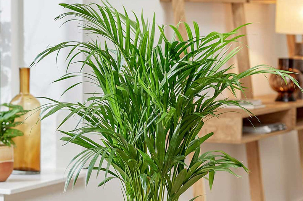Why do houseplants die? Common causes