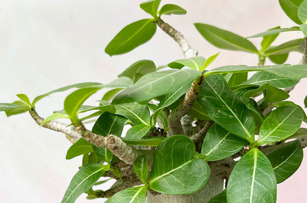 dieffenbachia plant images Dieffenbachia Green Magic | Houseplant