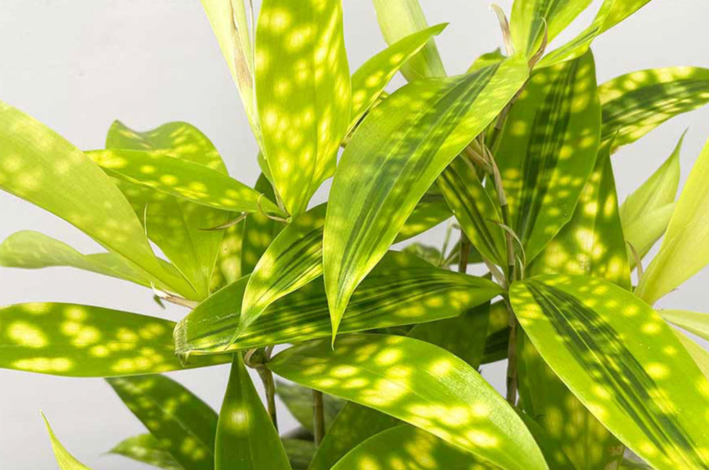 calathea orbifolia mini Goeppertia Orbifolia main image 1