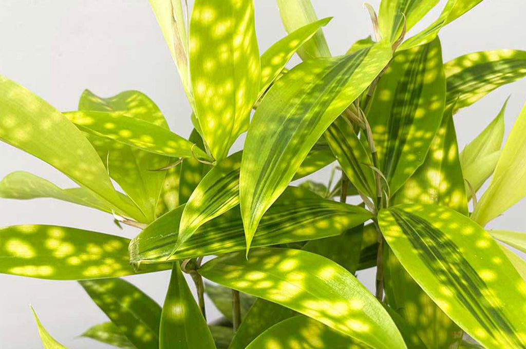 Why does my Dracaena have brown leaves? 