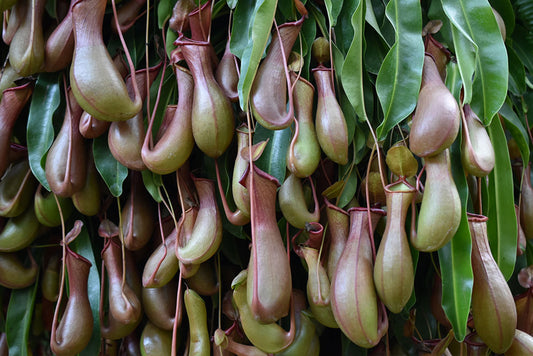 Why does my Nepenthes have brown leaves and how to solve it? 