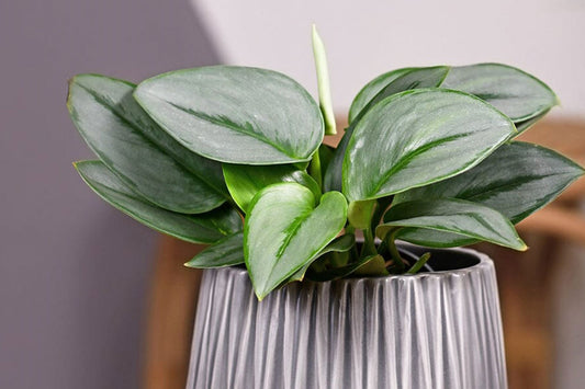 Why does my Pothos have brown leaves and how to solve it? 
