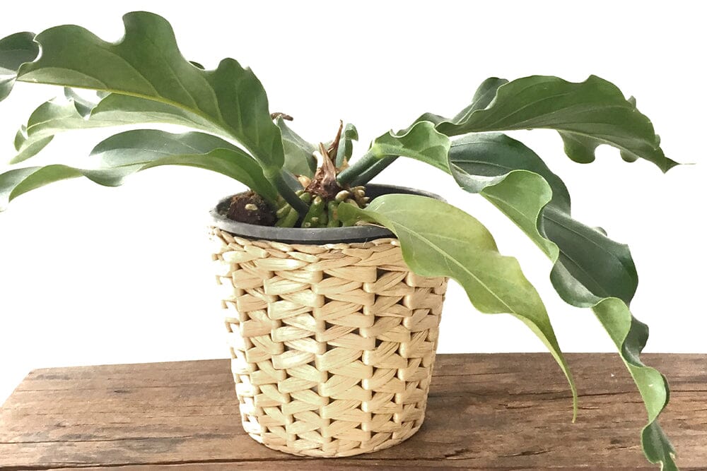 Why is my Anthurium dropping leaves and how to solve it Plants For