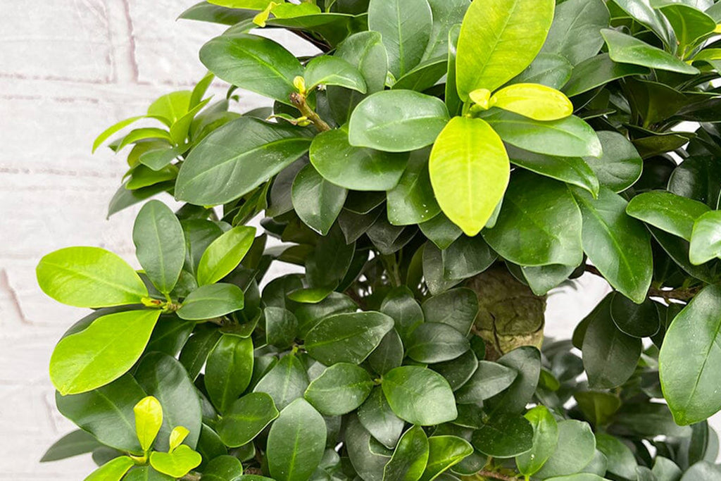 kanuma substrat bonsai Kanuma 3-5 mm main image 0