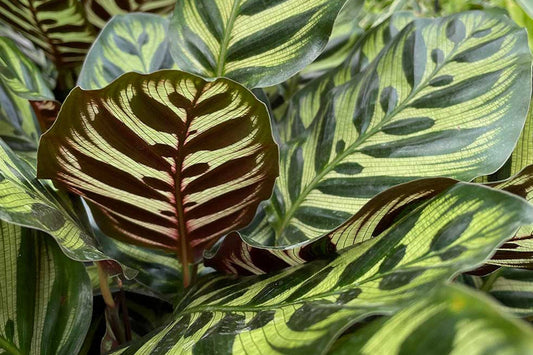 Why Is My Calathea Dying? Common Problems and How To Fix Them