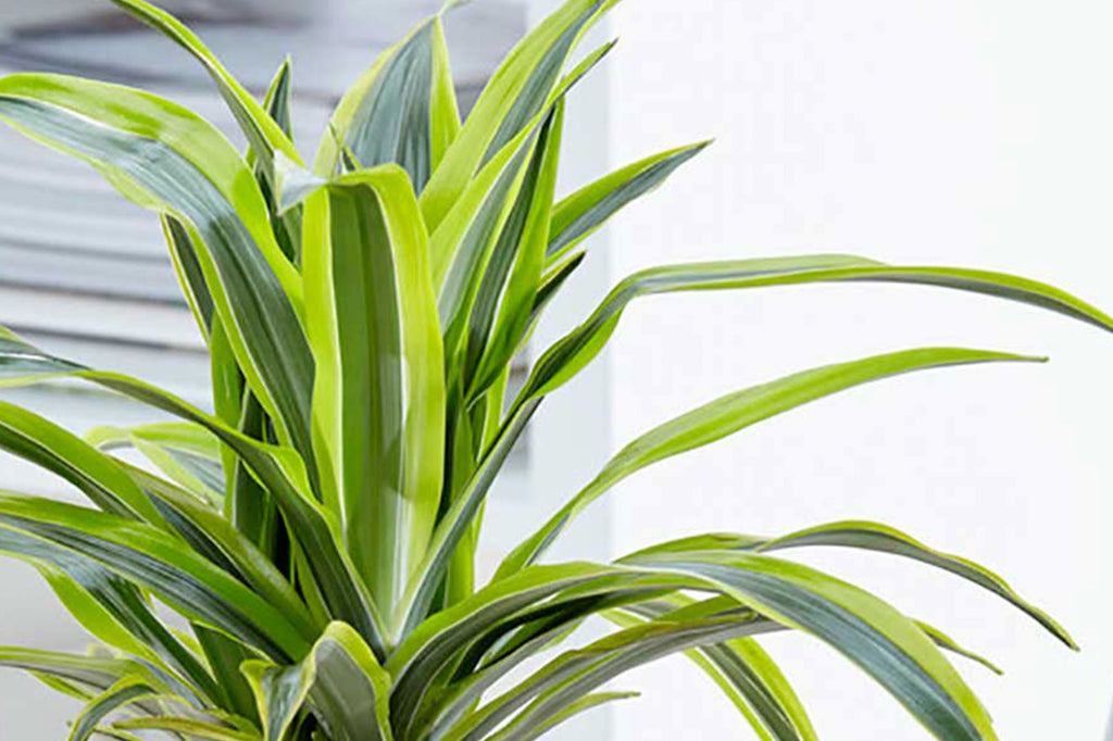 calathea indoor Calathea Insignis