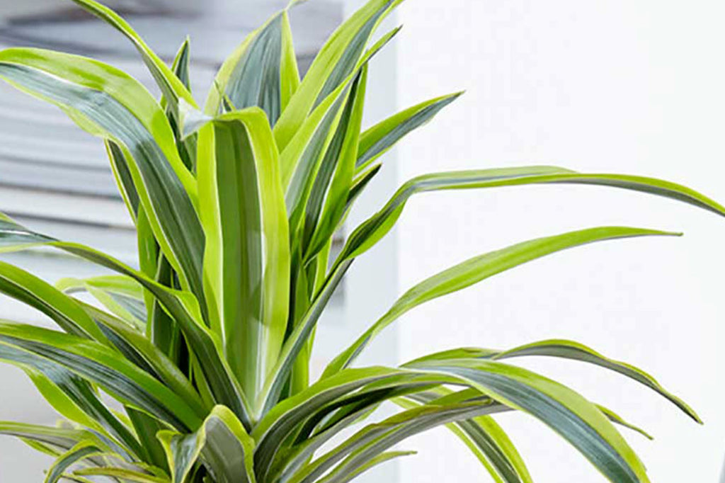 Why is my Dracaena dropping leaves and how to solve it
