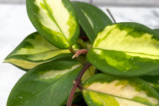 Why is my Hoya dropping leaves and how to solve it