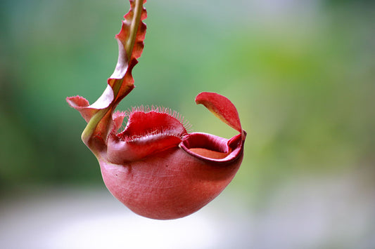Why is my Nepenthes dropping leaves and how to solve it