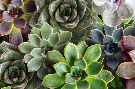 Why is my Succulent dropping leaves and how to solve it