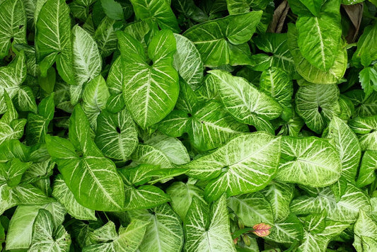 Why is my Syngonium dropping leaves and how to solve it