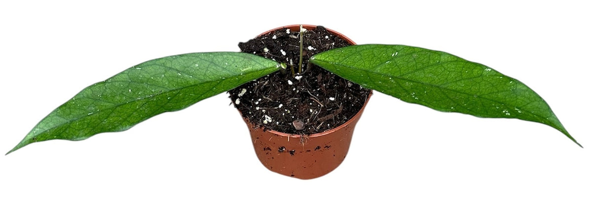 Hoya Dasyanta 10.5cm Pot 10cm Height House Plant