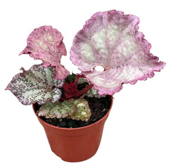 Begonia Pink Panther 8cm Pot 15cm Height House Plant