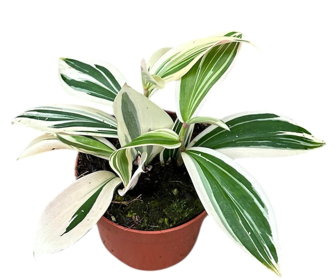 Costus Arabicus Variegata 14cm Pot 10.5cm Height House Plant