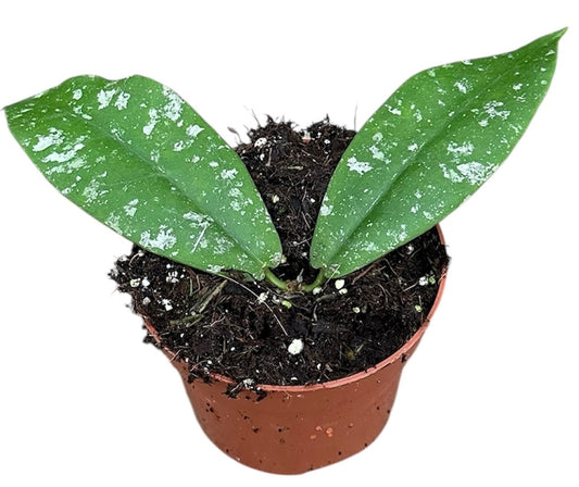 Hoya Mitrata Splash 10.5cm Pot 15cm Height House Plant