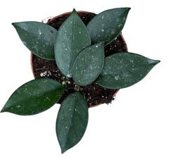 Hoya sp Vietnam 10.5cm Pot 10cm Height House Plant
