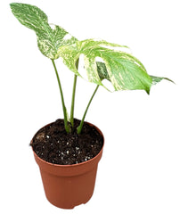 30cm - 40cm Monstera Deliciosa Mint (White Monster Variegated) Swiss Cheese Plant 17cm Pot House