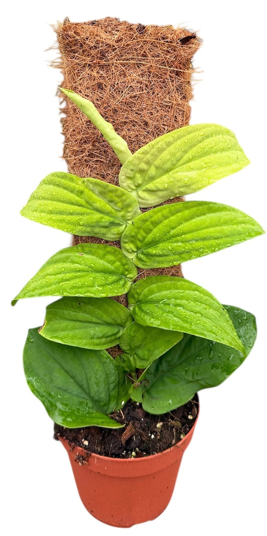 Rhaphidophora Korthalsii Aurea 14cm Pot House Plant