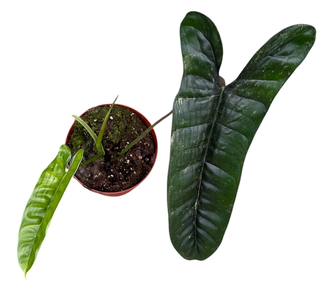 Philodendron Felix House Plant 10.5cm Pot