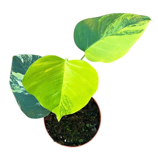 Monstera Deliciosa Aurea Swiss Cheese Plant 17cm Pot House Plant