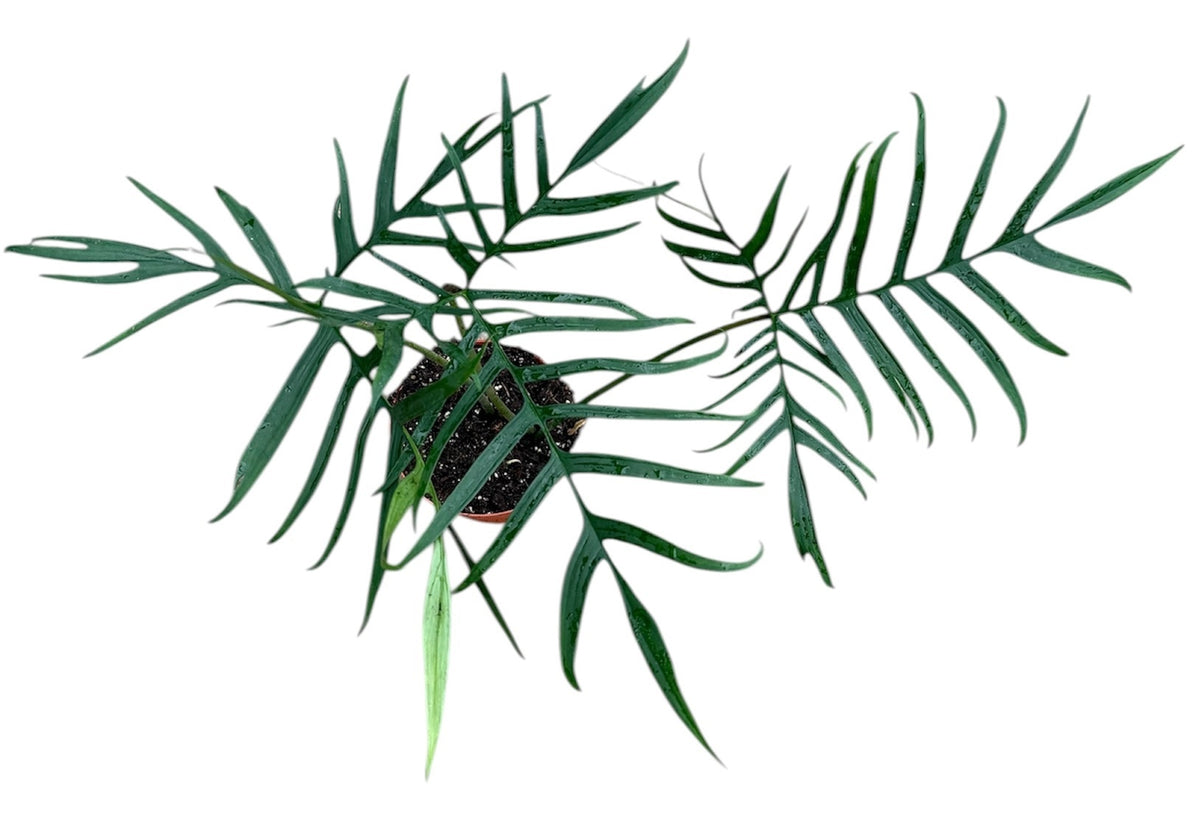 philodendron branching Philodendron Polypodioides House Plant 17 cm Pot – Plants For All Seasons